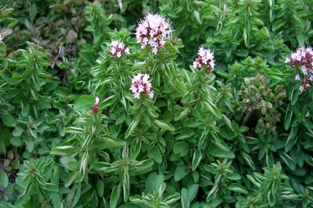 گیاه دارویی مرزنجوش