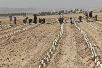 آغاز کشت گوجه فرنگی تولید پاییز با رعایت الگوی کشت در شهرستان فراشبند