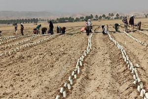 آغاز کشت گوجه فرنگی تولید پاییز با رعایت الگوی کشت در شهرستان فراشبند