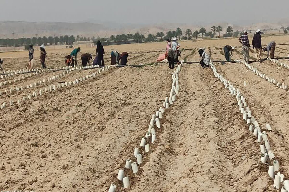 کشت پاییزه گوجه فرنگی 