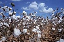 واگذاری سه هزار هکتار زمین جهت کشت پنبه در هرمزگان