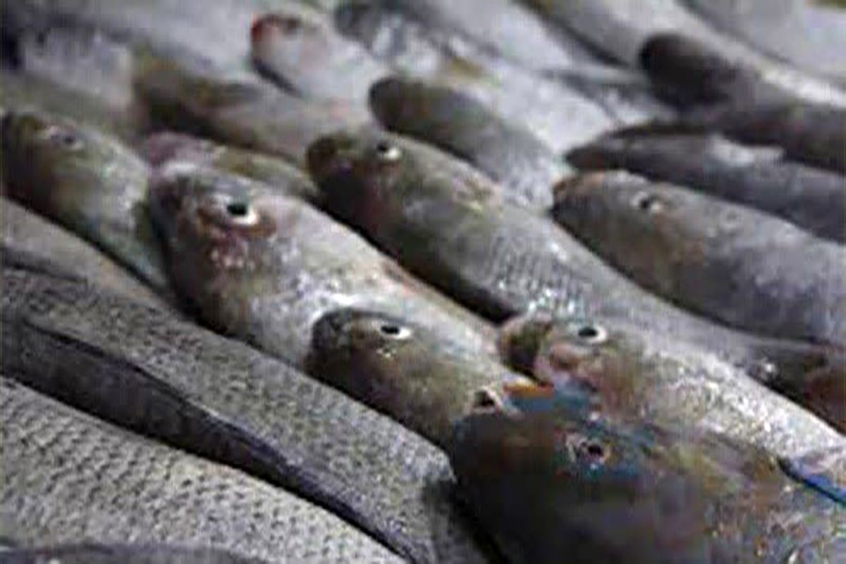 کشف ماهی قاچاق