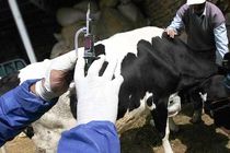 ناتوانی دولت در واکسیناسیون همه دام های سنگین / افزایش صدمات تب برفکی به مردم