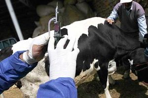 ناتوانی دولت در واکسیناسیون همه دام های سنگین / افزایش صدمات تب برفکی به مردم