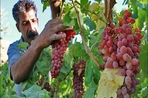طرح احیا باغات با ارقام جدید انگور در چهارمحال و بختیاری