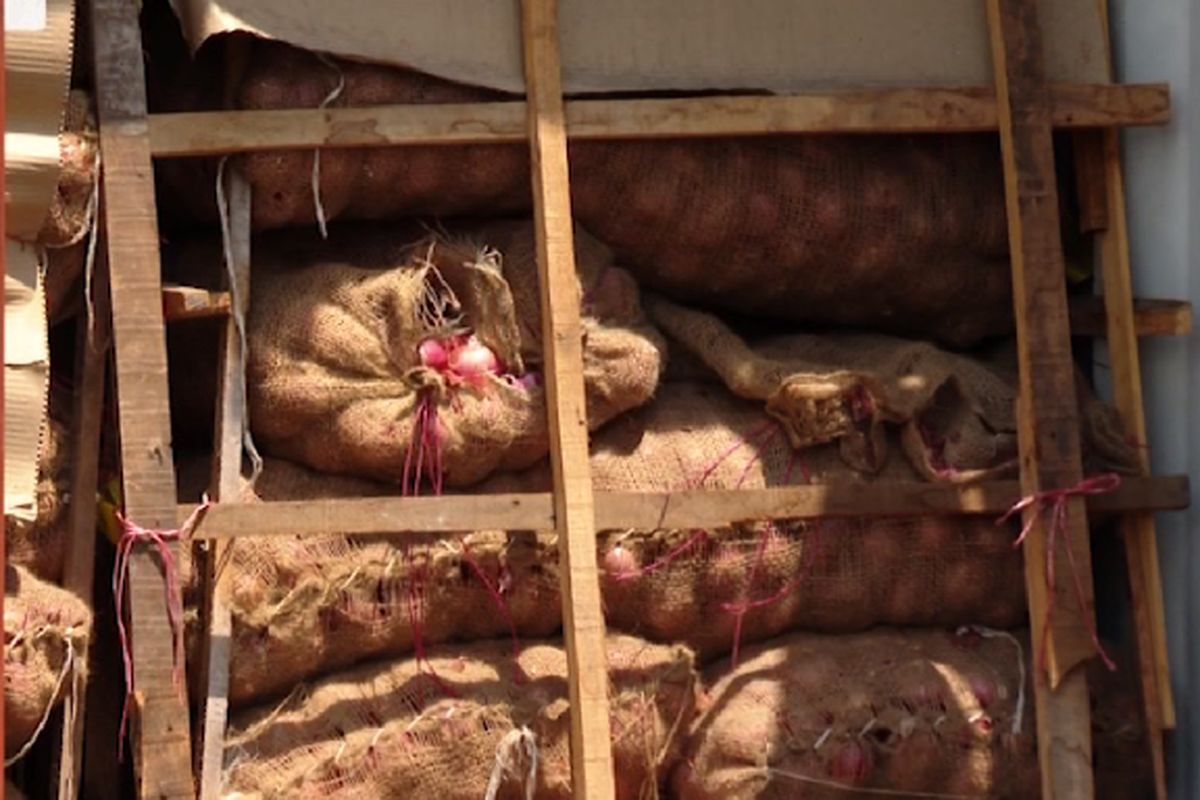 پیاز