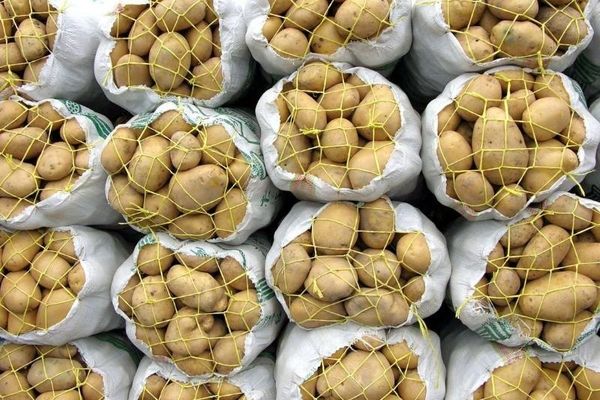 صادرات سیب زمینی مجاز مشروط شد