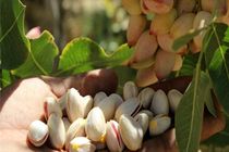 سند پروژه همکاری‌های فنی پسته بین ایران و فائو امضا شد