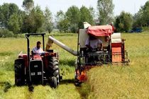 15 درصد تورم در بخش  باغداری، زراعت و دامداری