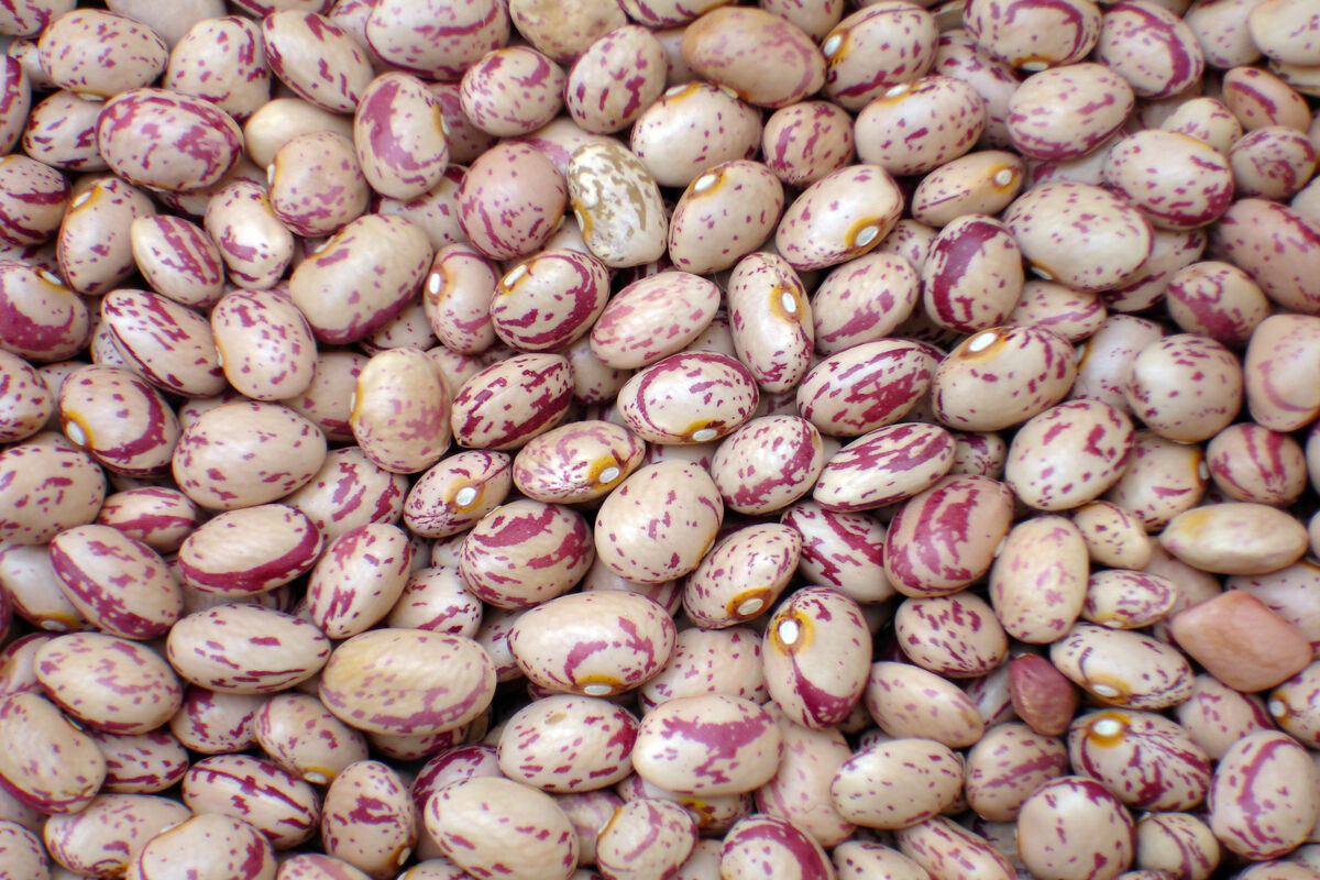 لوبیای چیتی