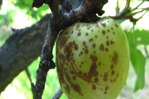 وجود 10 واحد قرنطینه نباتی و کنترل آفات /کنترل بیماری آتشک و مگس میوه در باغات استان اصفهان 