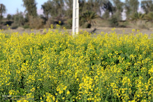 توزیع بذر کلزای سنواتی در چهارمحال و بختیاری