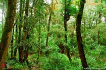 بحران غیرقابل کنترلی در جنگل‌های شمال کشور نداریم / مناطق آسیب دیده از آفت «شب پره» شمشادکاری می شود