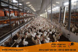 مدیریت محیط سالن مرغداری  برای کاهش استرس