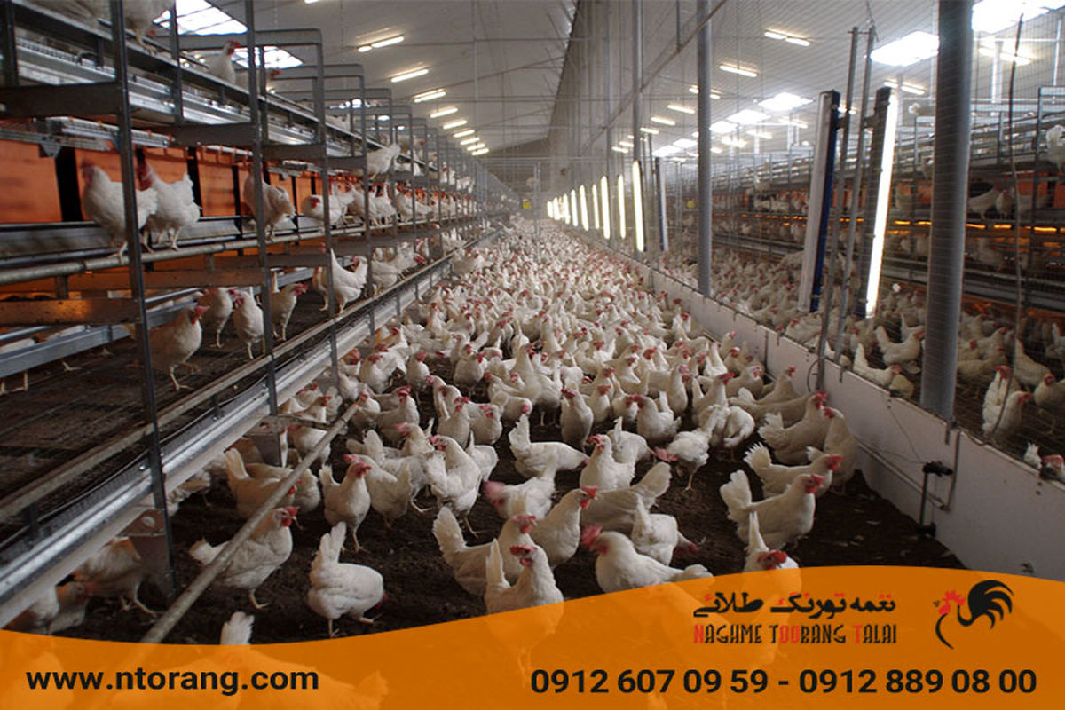 مدیریت محیط سالن مرغداری