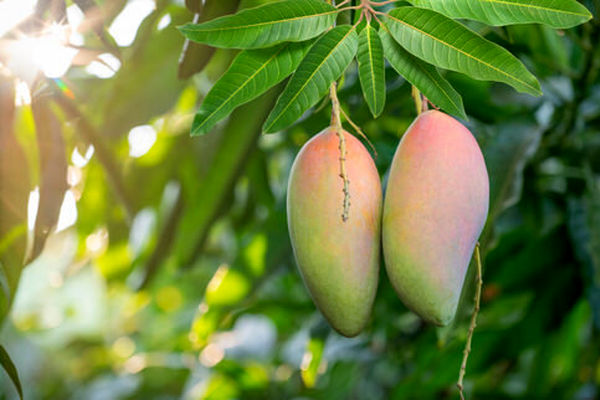 واردات انبه از ۱۰ خرداد آغاز می‌شود 
