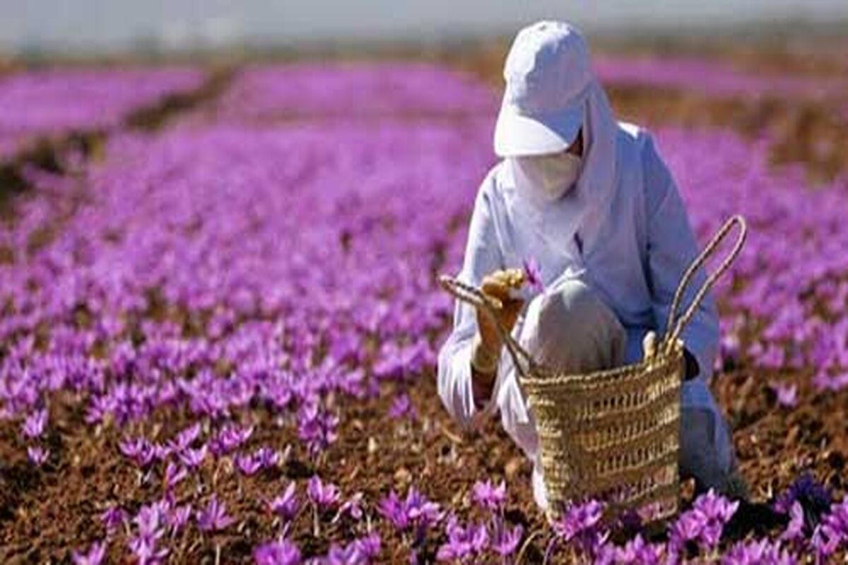 40 هکتار زعفران در کرمانشاه