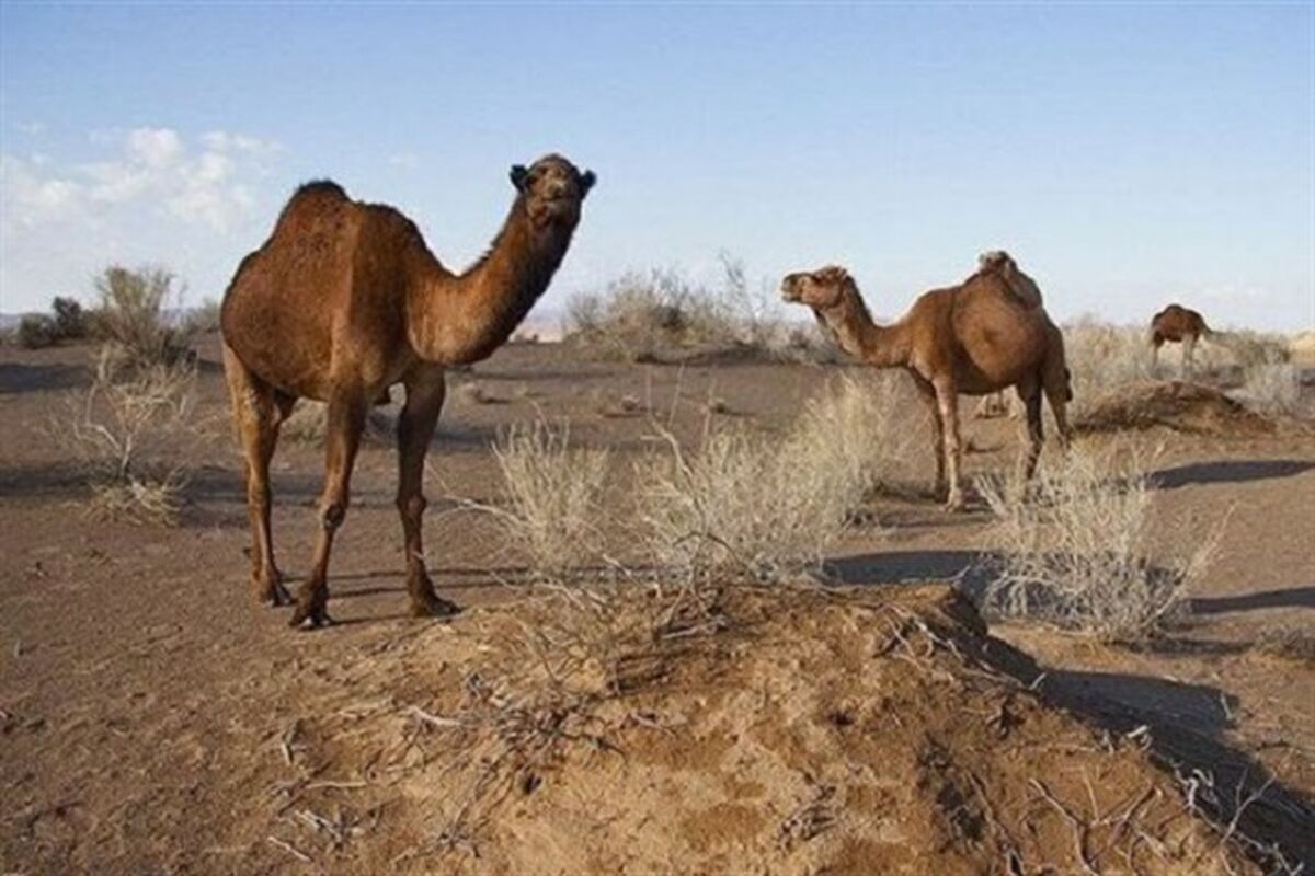 پرورش شتر