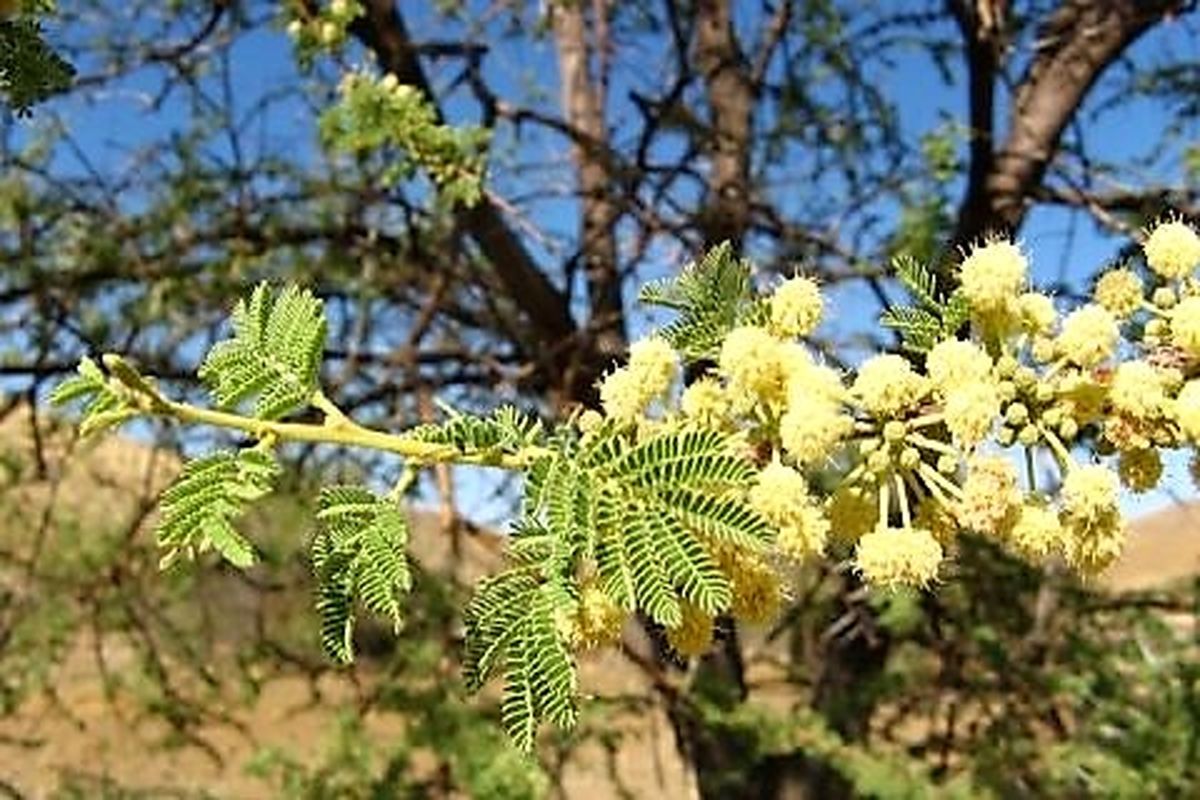 آکاسیای چتری