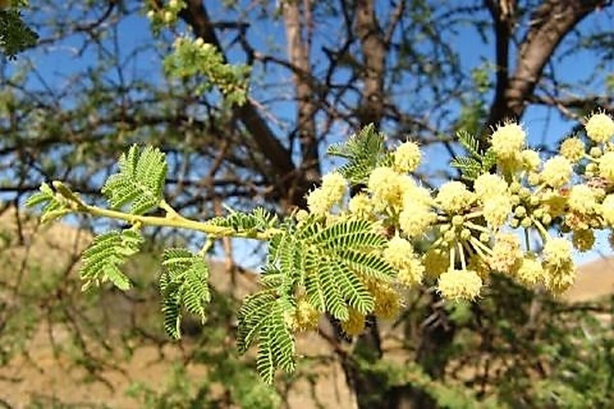 آکاسیای چتری