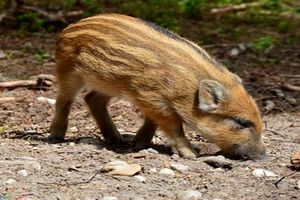 بچه گراز گرفتار در چاه نجات و رها سازی شد