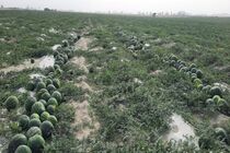 کاهش ۵ هزار هکتاری سطح زیر کشت هندوانه در شهرستان دشتیاری 