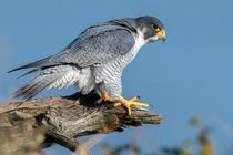 تنوع بالای گیاهی و جانوری در قم یک ارزش است