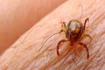 علائم تب کریمه کنگو چیست؟/ روش‌ های پیشگیری و درمان تب کریمه