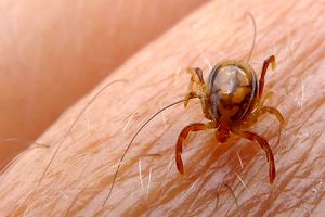 علائم تب کریمه کنگو چیست؟/ روش‌ های پیشگیری و درمان تب کریمه