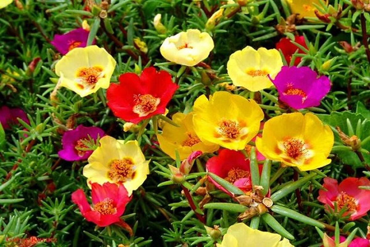 گیاهان مقاوم به کم آبی.