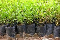 تولید 100 هزار اصله نهال در نهالستان جاسک 