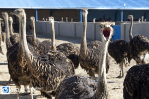 بازدید اصحاب رسانه از فعالیت‌های بنیاد تعاون زندانیان فشافویه