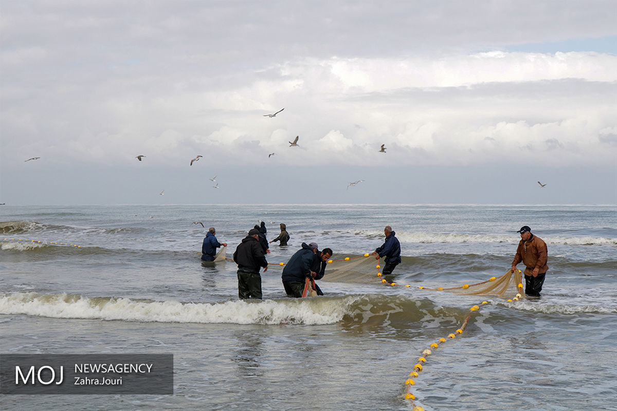 فصل صید ماهیان استخوانی دریای خزر