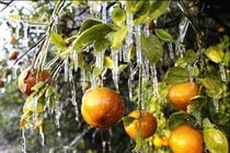 سورتینگ‌داران مازندران در انتظار بسته حمایتی ویژه دولت