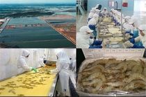 تولید میگو تا ۶۰ هزار تن افزایش می‌یابد