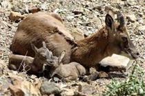 ورود به مناطق حفاظت شده تا 15 خرداد ممنوع است