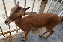 یک راس بره میش وحشی در منزلی در لنجان کشف شد