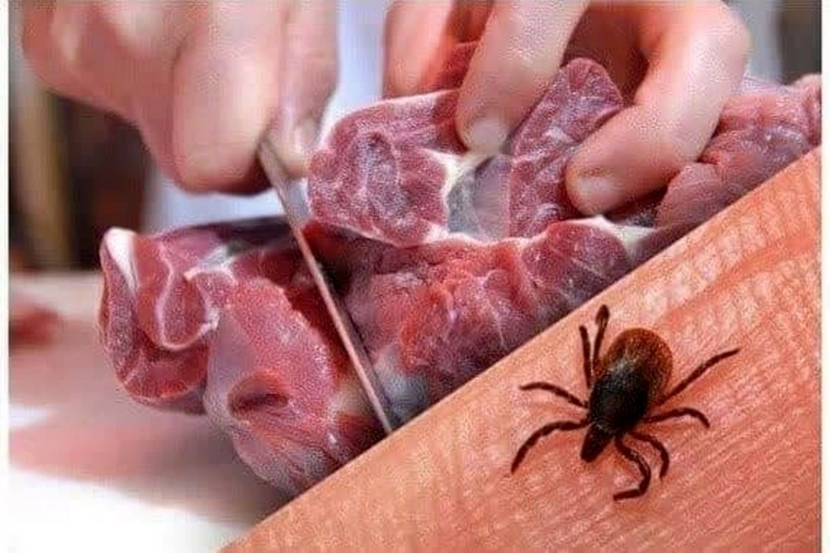 تب+کریمه+کنگو