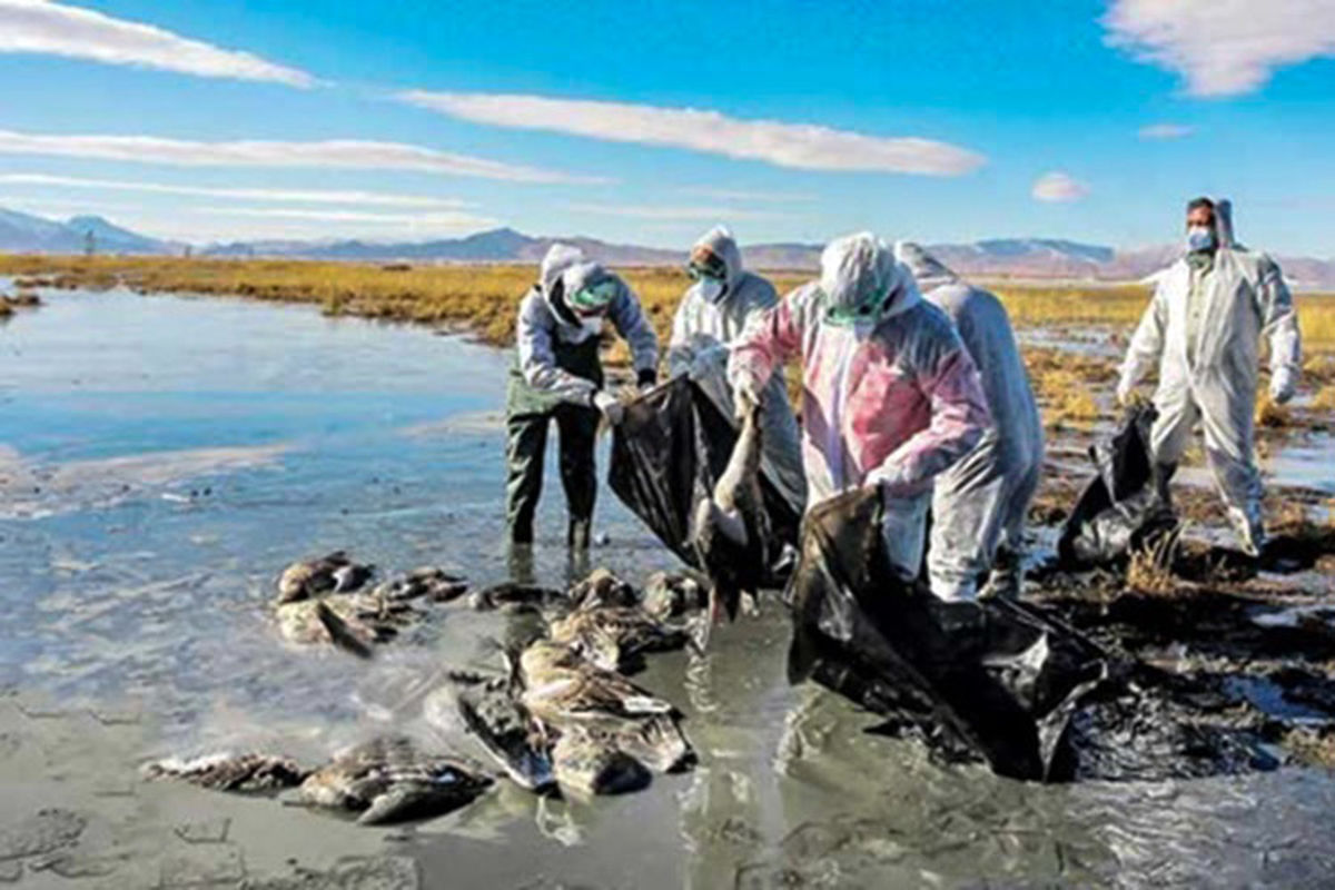 تلف شدن پرندگان