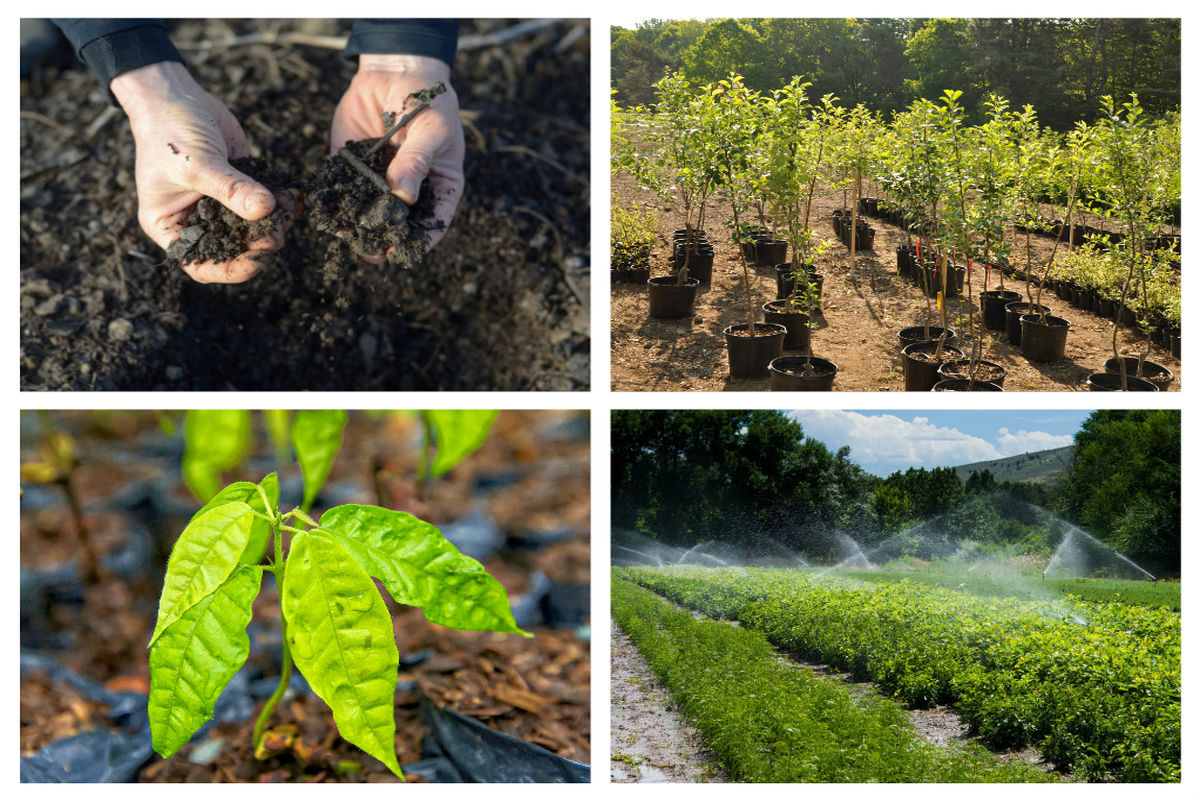 نهال‌های گواهی شده و استاندارد