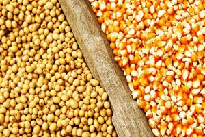 توزیع بیش از ۱۱۳ هزار تن نهاده دام و طیور در کردستان 