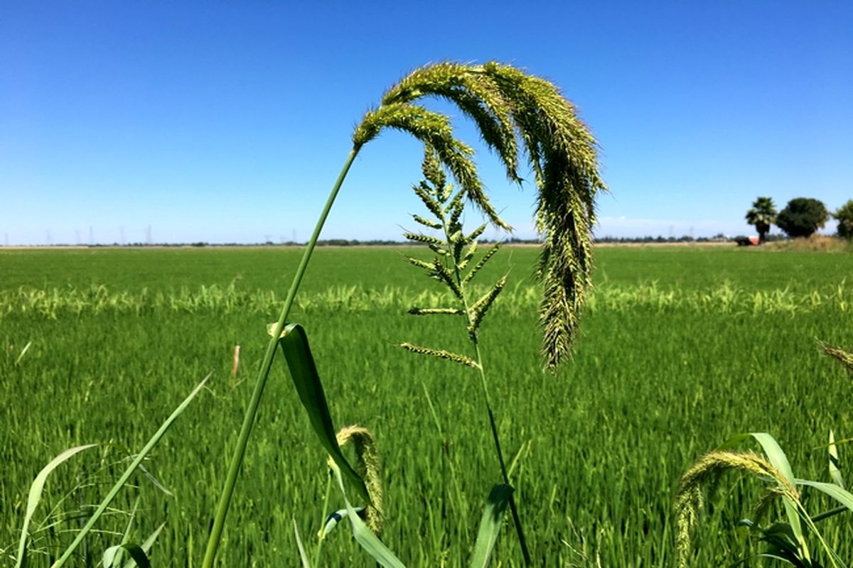 علف‌های هرز