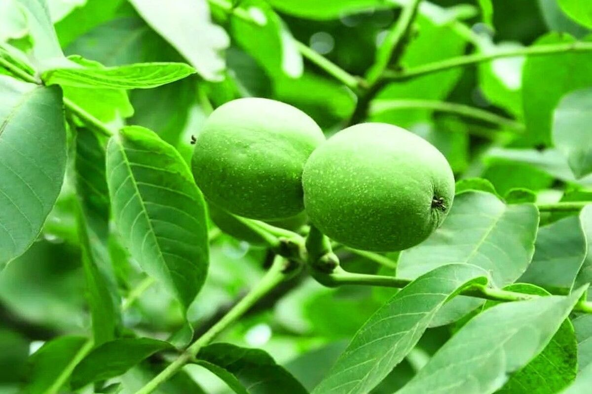 کاشت نهال درخت گردو
