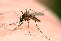 آموزش مبارزه با بیماری سالک در شهرستان آران و بیدگل