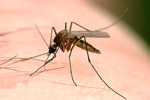 آموزش مبارزه با بیماری سالک در شهرستان آران و بیدگل