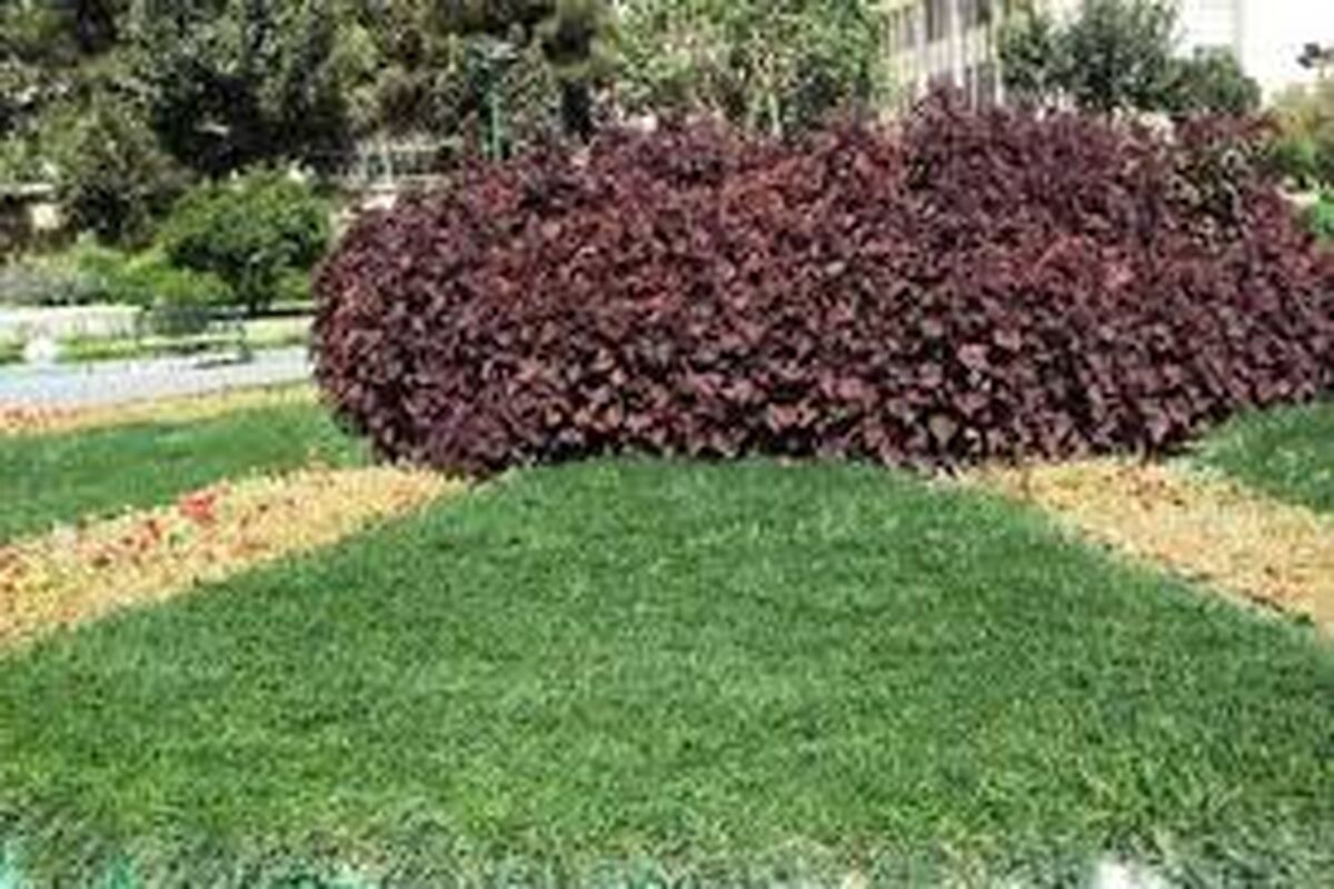 فضای سبز
