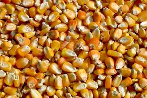 پرونده ۱۲۰ هزار تنی ذرت‌های آلوده تعیین تکلیف شد