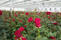 تولید سالانه 8.5 میلیون گل و گیاه در فضای باز محمودآباد