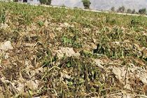 خسارت 100 درصدی کشاورزی استان یزد تایید شد