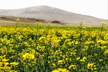 برداشت یکهزار و ۴۰۰ تُن دانه روغنی کلزا از مزارع شهرستان جوین